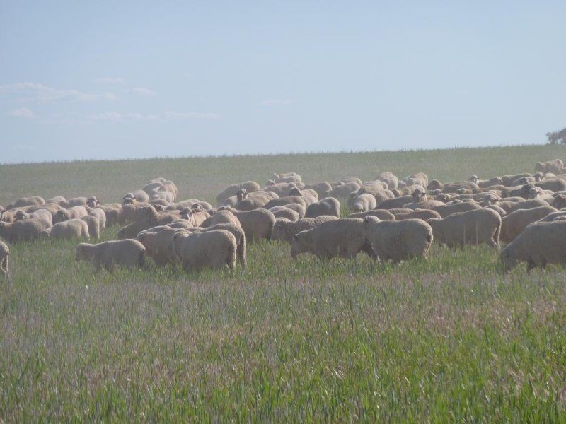 * Echo Valley Rd, Warralakin WA 6421