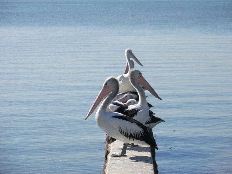 21 Waterloo Esplanade, Wynnum QLD 4178