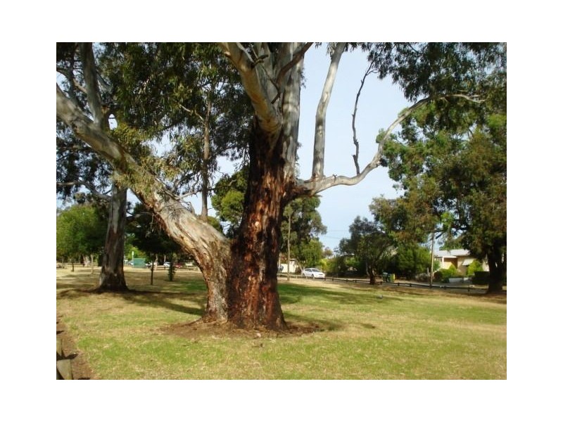 8 Grant Avenue, Gilles Plains SA 5086