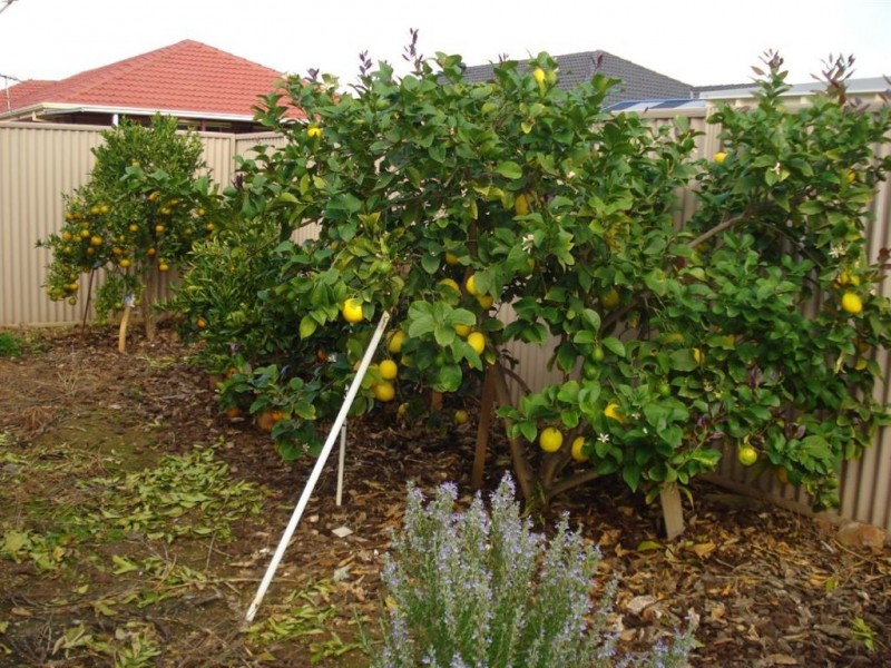 11 Warren Street, Angle Park SA 5010