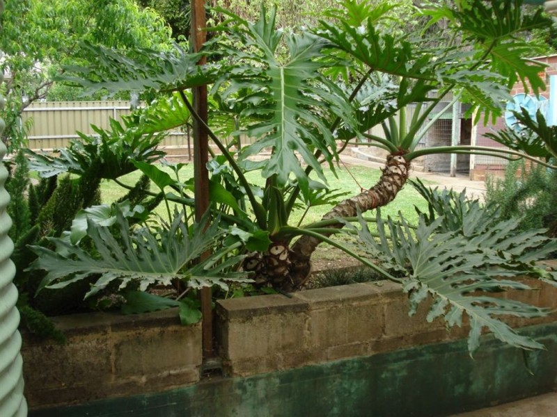 16A Penfold Road, Magill SA 5072