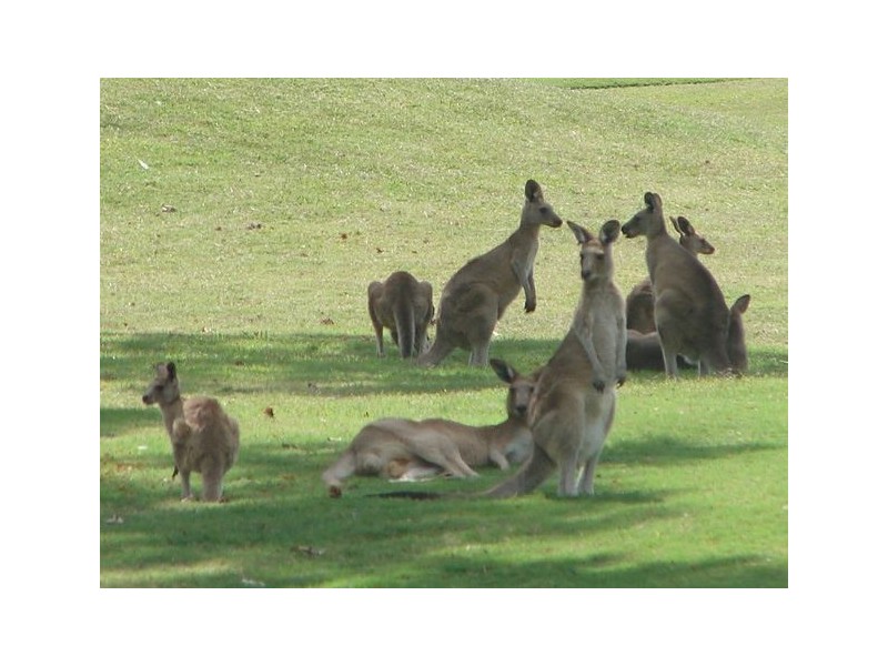 2603 The Address, Sanctuary Cove QLD 4212