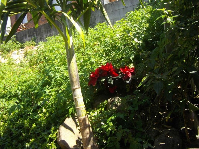 2 Mungo Place, Southport QLD 4215