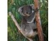 lot 8 beattie rd, Mundoolun QLD 4285