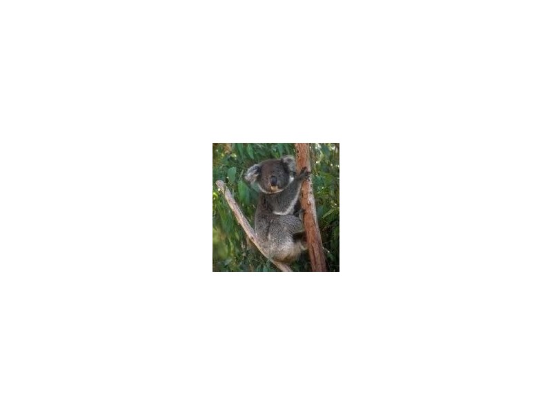lot 8 beattie rd, Mundoolun QLD 4285