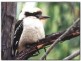 lot 8 beattie rd, Mundoolun QLD 4285