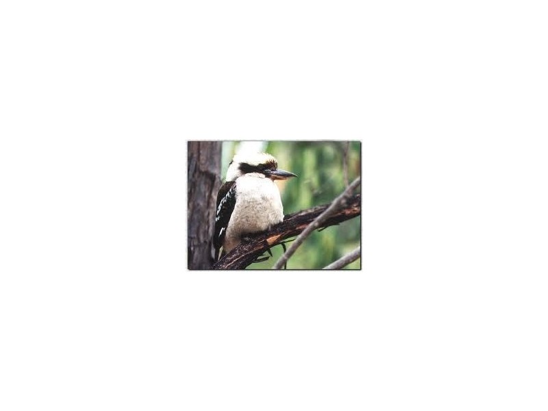 lot 8 beattie rd, Mundoolun QLD 4285
