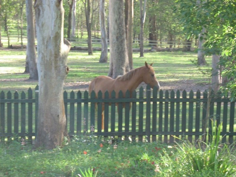 73 Karen Ct, Tamborine QLD 4270