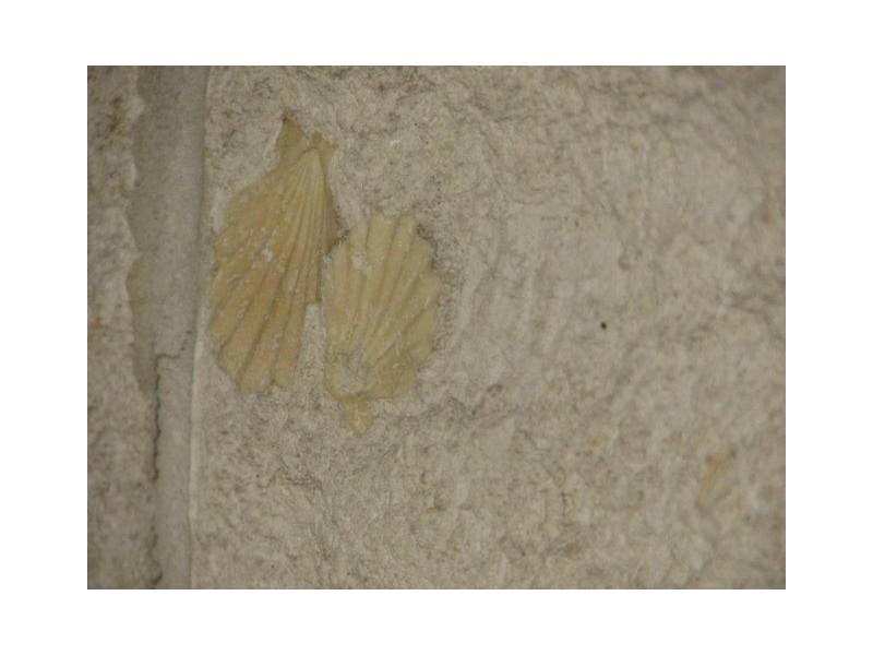 9 Cabernet Drive, Berriedale TAS 7011