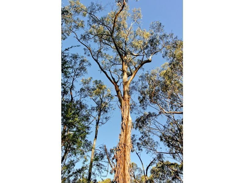 189 Mount Rumney Road, Mount Rumney TAS 7170