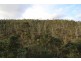 Lot 2/1132 Native Corners Road, Campania TAS 7026
