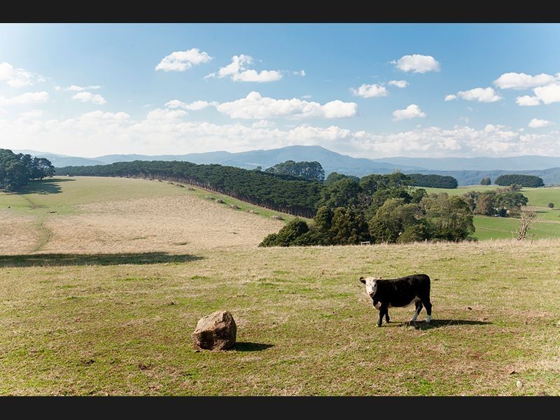 17 Olsson Road, Neerim North VIC 3832