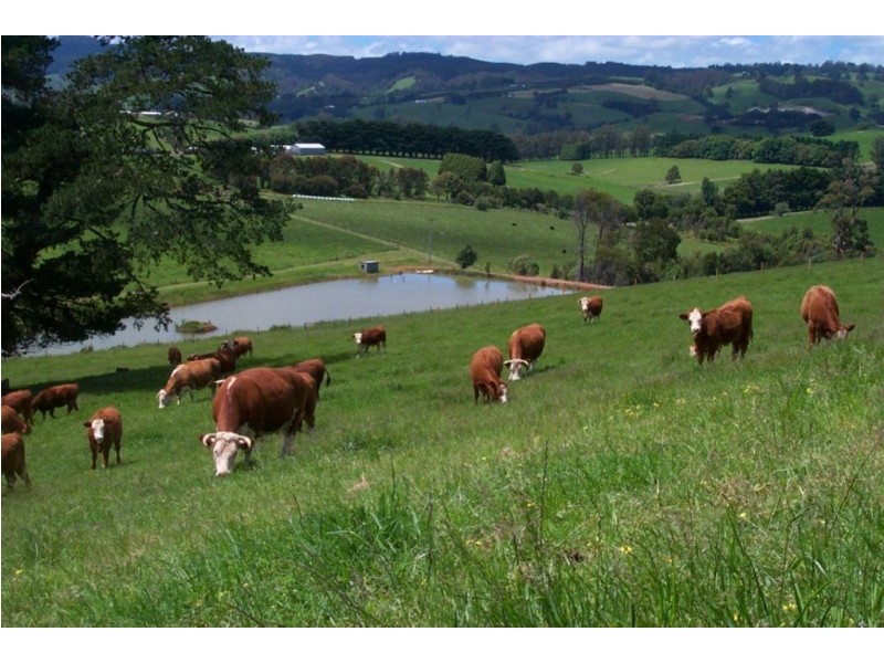 3102 Korumburra Warragul Road, Ellinbank VIC 3821