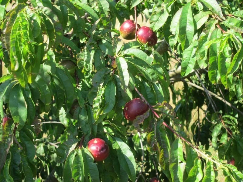 Lot 3 Mirboo North Trafalgar Road, Thorpdale VIC 3835