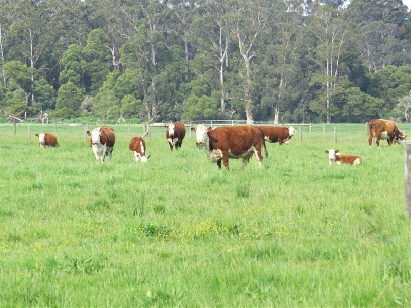 Lot 1 Yarragon Shady Creek Road, Yarragon VIC 3823