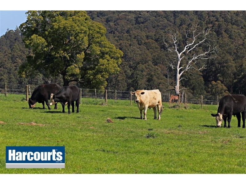 85 Paynter Road, Neerim Junction VIC 3832