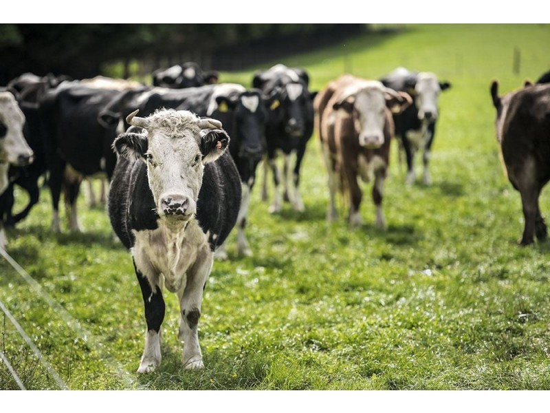 415 Lardner Road, Warragul VIC 3820