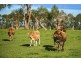 160 Thurlows Road, Shady Creek VIC 3821