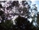 . Dial Road, Penguin TAS 7316