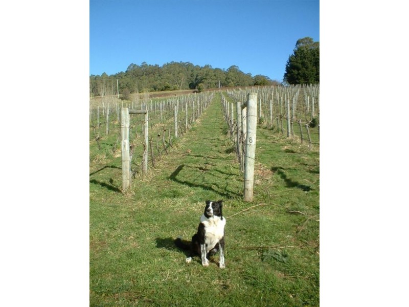 321 Raymond Road, Gunns Plains TAS 7315