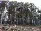 Lot 4 Harveys Road, North Motton TAS 7315