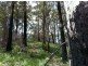 Lot 4 Harveys Road, North Motton TAS 7315