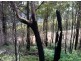 Lot 4 Harveys Road, North Motton TAS 7315