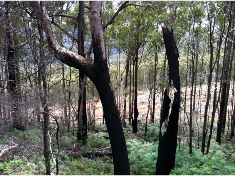 Lot 4 Harveys Road, North Motton TAS 7315