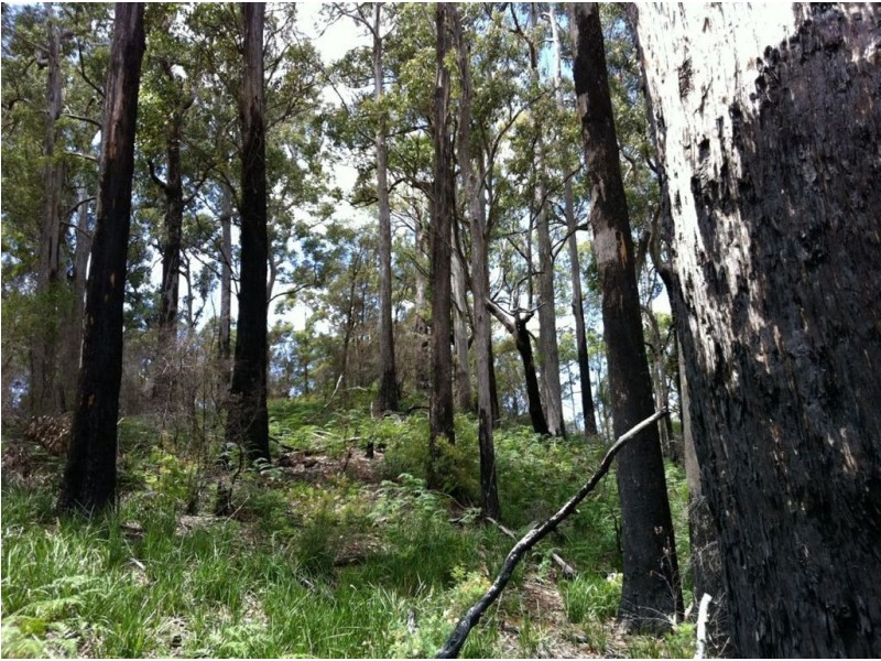 Lot 4 Harveys Road, North Motton TAS 7315