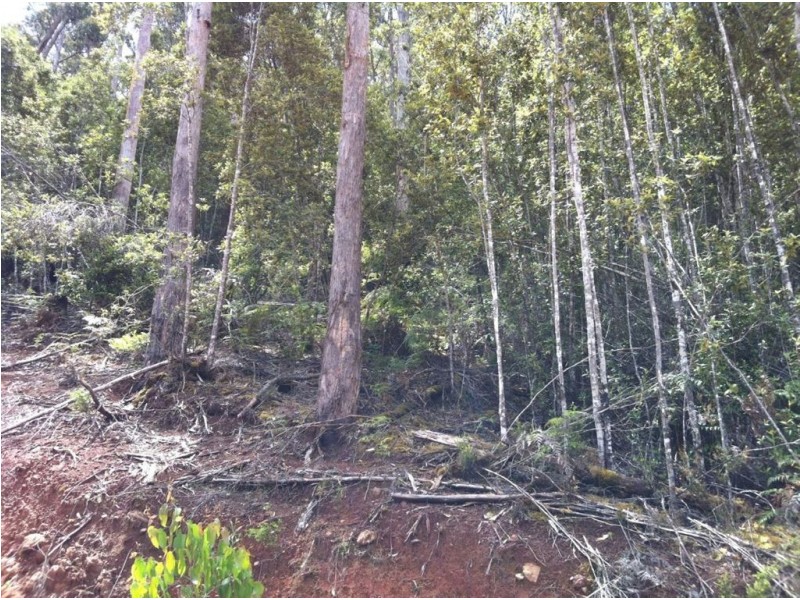 Lot 4 Harveys Road, North Motton TAS 7315