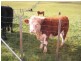 1058 Preston Road, North Motton TAS 7315