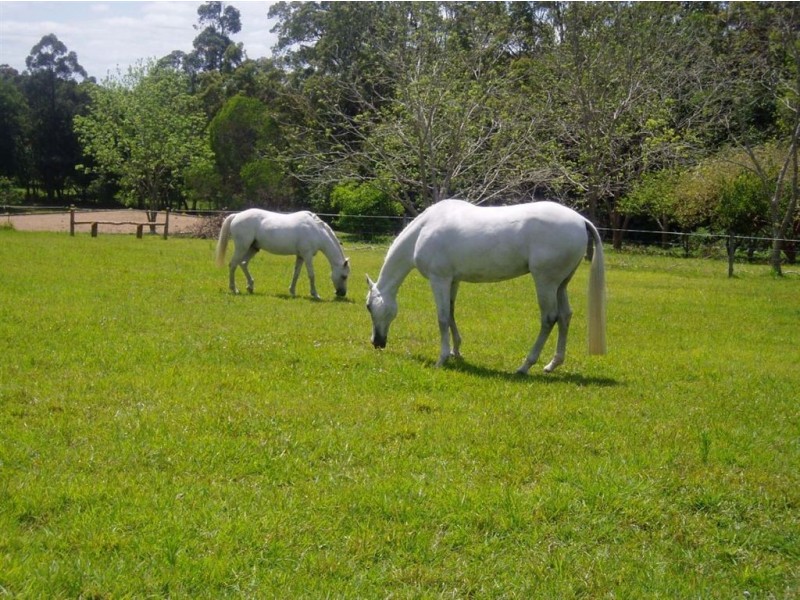 490 Cootharaba road, Cootharaba QLD 4565