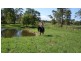 lot 6 racehorse lane, Cooroy QLD 4563
