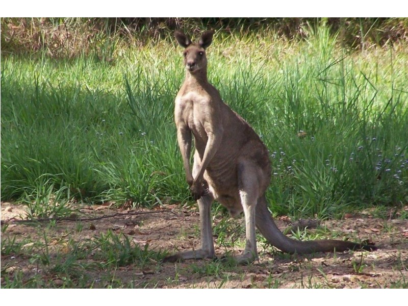 lot 6 racehorse lane, Cooroy QLD 4563