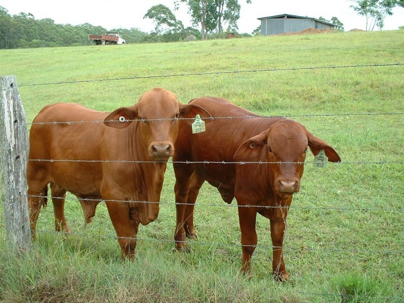 50 Firewheel Road, Ringtail Creek QLD 4565