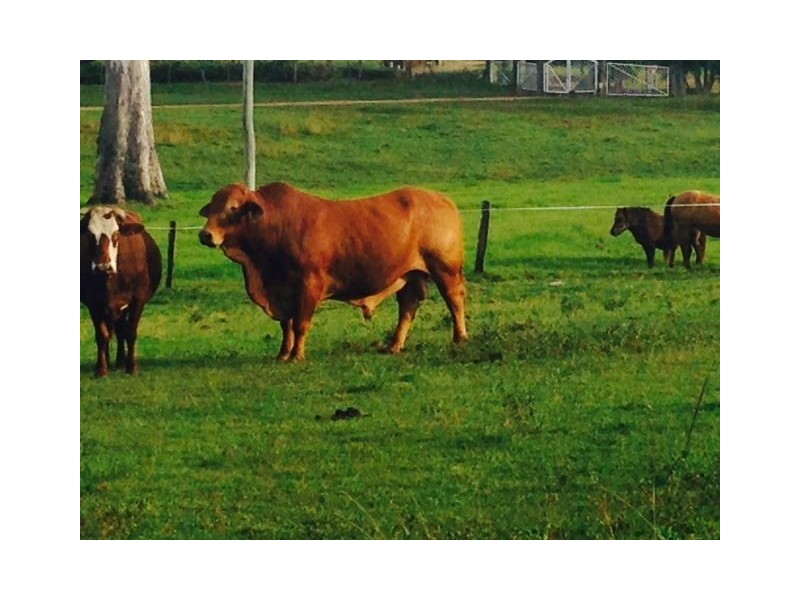 227 Cedar Creek Road, Belli Park QLD 4562