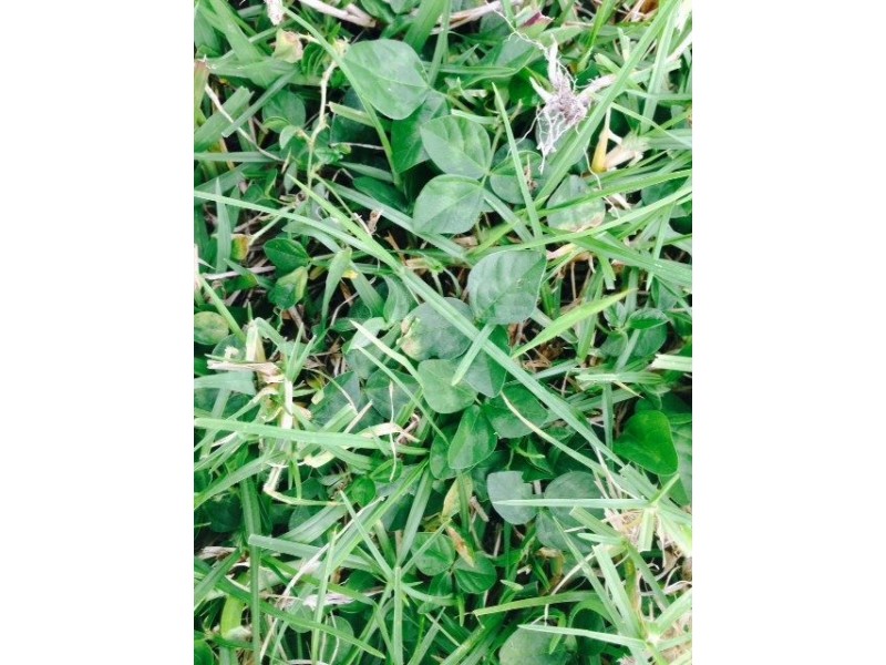 227 Cedar Creek Road, Belli Park QLD 4562