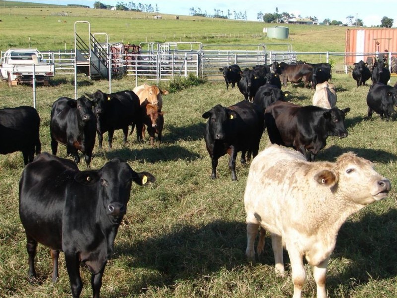 # Salvetti Road, Atherton QLD 4883