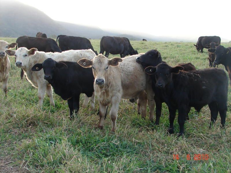 # Salvetti Road, Atherton QLD 4883