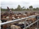 # Wild River Road, Ravenshoe QLD 4888