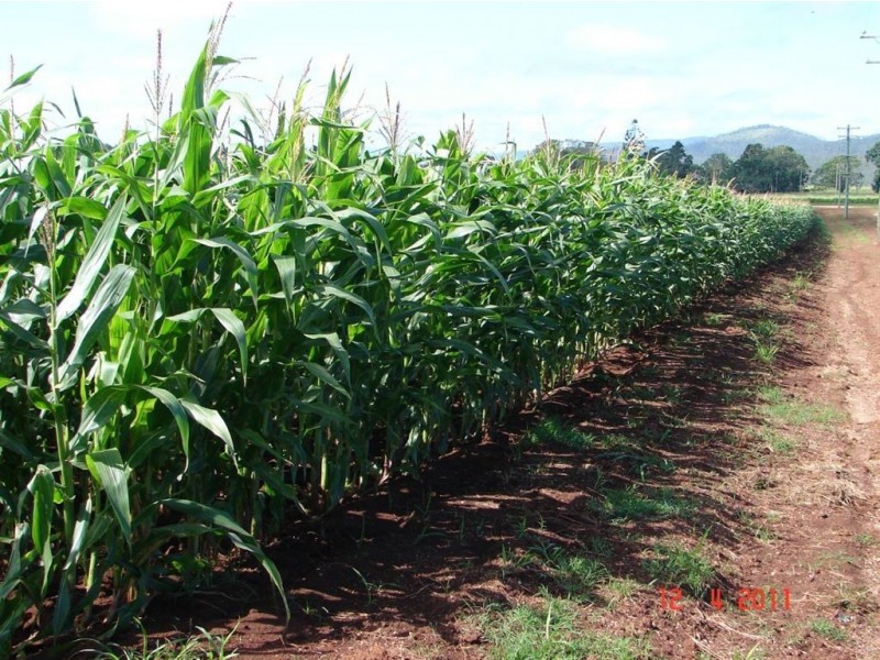 # Griffin Road, Tolga QLD 4882