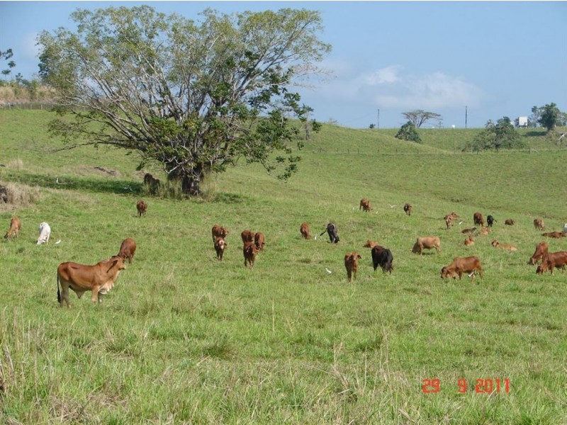 # Palmerston Highway, Innisfail QLD 4860