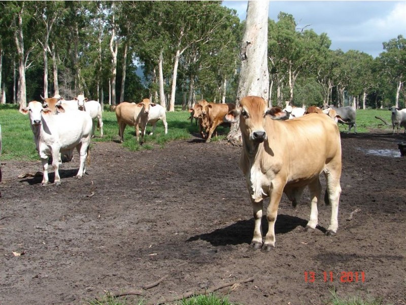 # Bramston Beach, Innisfail QLD 4860