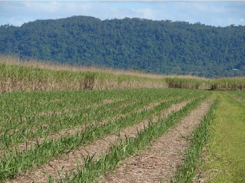 # Cape Tribulation Road, Lower Daintree QLD 4873