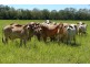 # Bakers Road, Mt Molloy, Mareeba QLD 4880