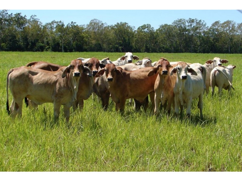 # Bakers Road, Mt Molloy, Mareeba QLD 4880