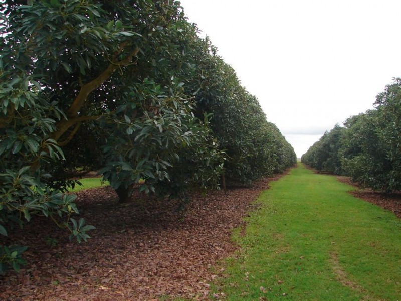 # Mehmet Road, Atherton QLD 4883