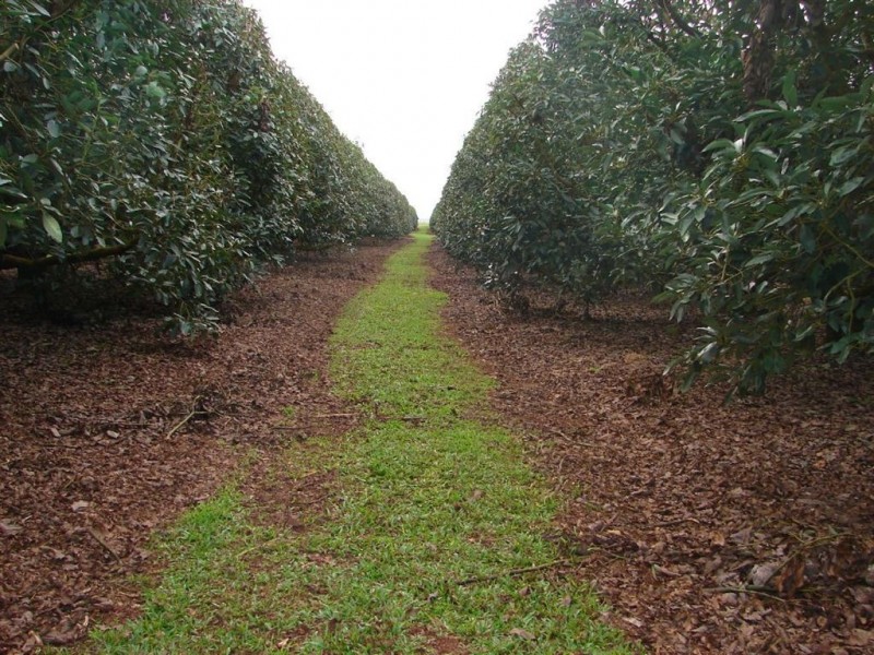 # Mehmet Road, Atherton QLD 4883