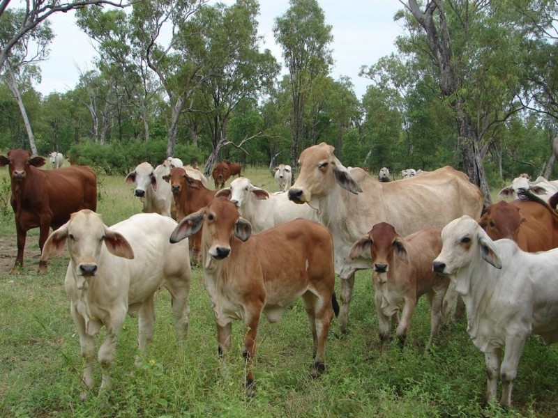 # Blackdown Road via Chillagoe, Mareeba QLD 4880