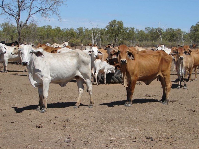 # Blackdown Road via Chillagoe, Mareeba QLD 4880